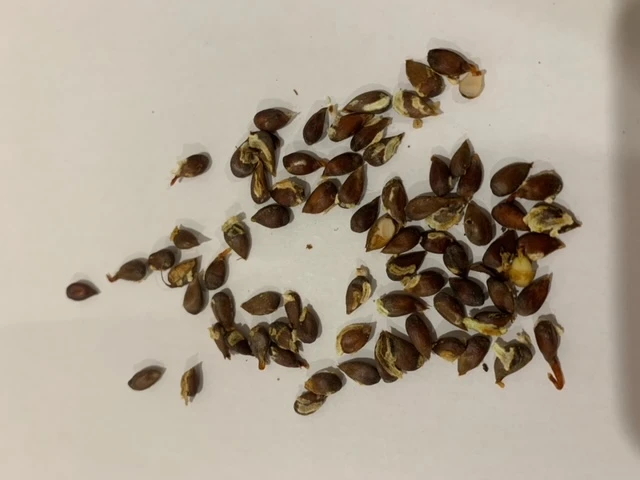 Other Fuji Apple (From Australian Apple Trees) Seeds 4 Other Fuji Apple (From Australian Apple Trees) Seeds - Image 2