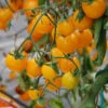 Tomato Gold Nugget Seeds -Plants Shop GOLDNUGGET1