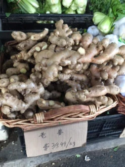 Ginger Seedling Plants -Plants Shop Ginger 14