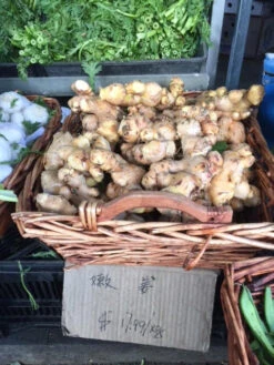 Ginger Seedling Plants -Plants Shop Ginger 7