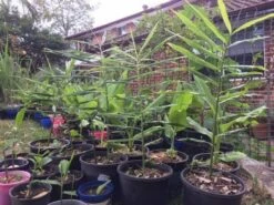 Ginger Seedling Plants -Plants Shop Ginger Tumeric 1 1