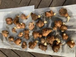 Ginger Seedling Plants -Plants Shop Ginger pack 2