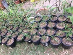 Ginger Seedling Plants -Plants Shop Ginger 1