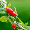 Other Goji Berry Seeds -Plants Shop Goji