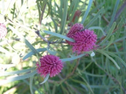 Hakea Grammatophylla – MacDonnell Ranges Hakea Seeds -Plants Shop Hakea grammatophylla MacDonnell Ranges Hakea 2