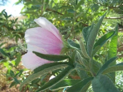 Hibiscus Splendens – Pink Native Hibiscus Seeds -Plants Shop Hibiscus splendens Pink Native Hibiscus 4