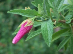 Hibiscus Splendens – Pink Native Hibiscus Seeds -Plants Shop Hibiscus splendens Pink Native Hibiscus 9