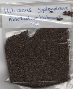 Hibiscus Splendens – Pink Native Hibiscus Seeds -Plants Shop Hibiscus splendens Pink Native Hibiscus seeds 2018