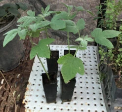 Hibiscus Splendens – Pink Native Hibiscus Seeds -Plants Shop Hibiscus splendens Pink Native Hibiscus tubestock
