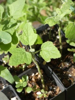 Hibiscus Splendens – Pink Native Hibiscus Seeds -Plants Shop Hibiscus splendens seedling scaled 1