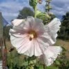 Hollyhock Single Mix Seeds -Plants Shop Hollyhock1