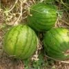 Watermelon Hamby Seeds 1 Watermelon Hamby Seeds -Plants Shop IMG20230222115913 scaled 1