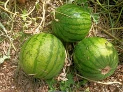 Watermelon Hamby Seeds