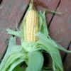 Balinese Corn Seeds -Plants Shop IMG20230322154702 scaled 1