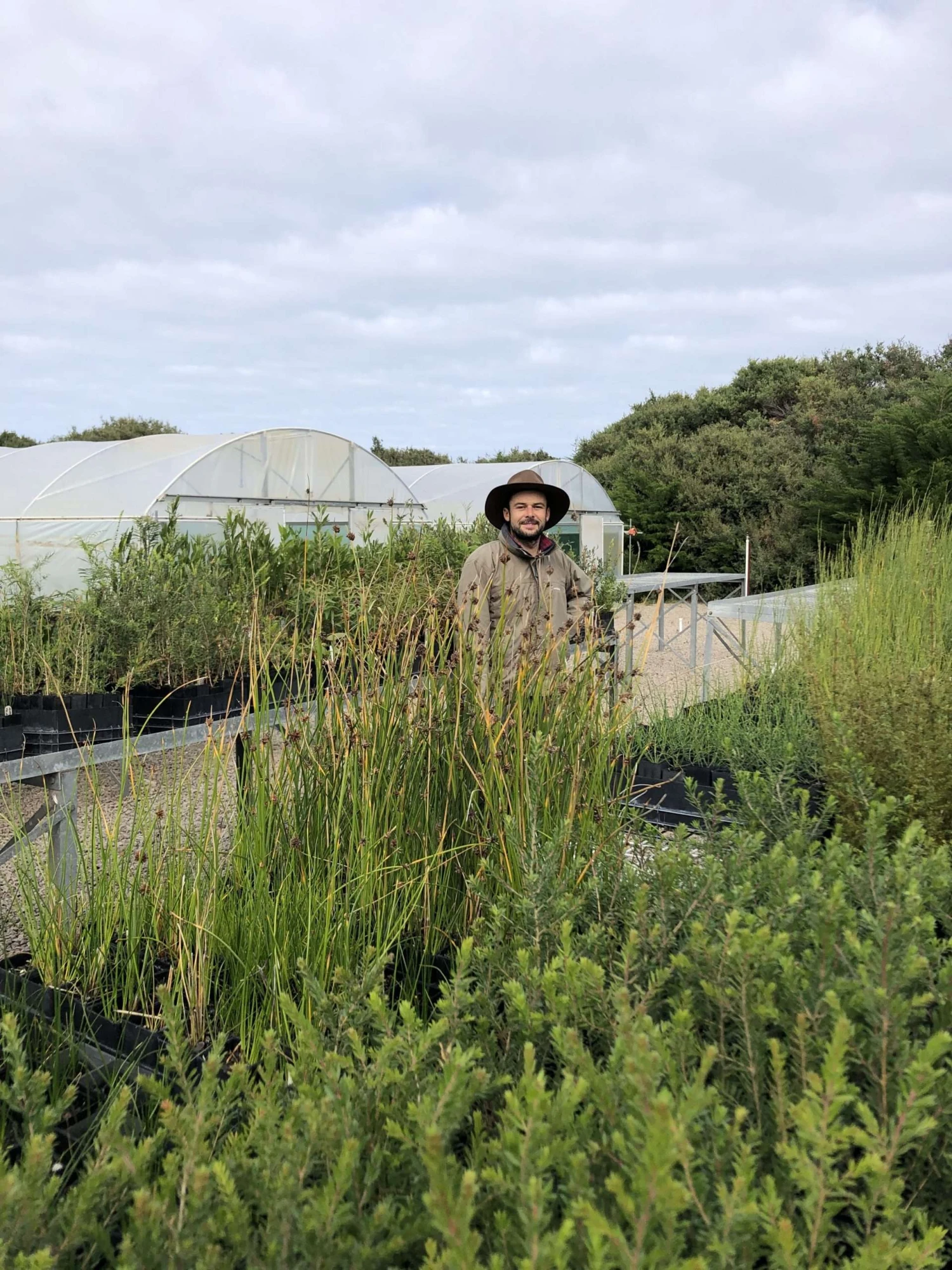 Ficinia Nodosa – Knobby Club-rush Seeds 7 Ficinia Nodosa – Knobby Club-rush Seeds - Image 5