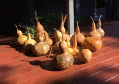 Gourd – Mystery Shapes Seeds