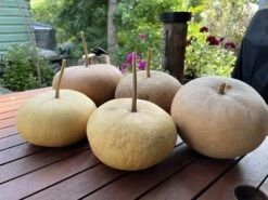 Canteen Gourd Seeds -Plants Shop IMG 0667 scaled 1