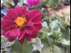 Dahlia Pompom Seeds -Plants Shop IMG 0795