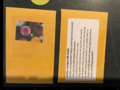 Dahlia Pompom Seeds -Plants Shop IMG 0856