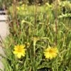 Microseris Scapigera – Murnong (Yam Daisy) Seeds -Plants Shop IMG 1785 scaled 1
