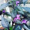 Black Pearl Chilli Seeds -Plants Shop IMG 20200504 094355 058