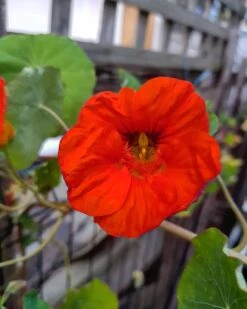 Organic Nasturtiums – Orange Bloomers Seeds -Plants Shop IMG 20200917 224614 802