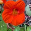 Organic Nasturtiums – Orange Bloomers Seeds -Plants Shop IMG 20200917 224614 809