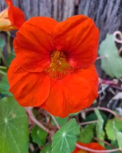 Organic Nasturtiums – Orange Bloomers Seeds
