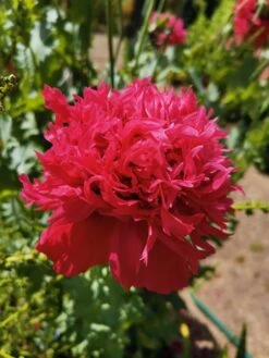 Peony Poppy Seeds -Plants Shop IMG 20201105 144756 scaled 1