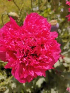Peony Poppy Seeds -Plants Shop IMG 20201105 144812 scaled 1