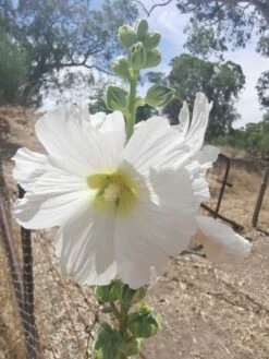 Hollyhock (white) Seeds -Plants Shop IMG 20210103 153002 scaled 1