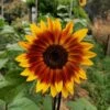 Evening Sun Sunflower Seeds -Plants Shop IMG 20230120 074854 247 1 scaled 1