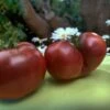 Tomato Black From Tula Seeds -Plants Shop IMG 20230126 073945 523 scaled 1