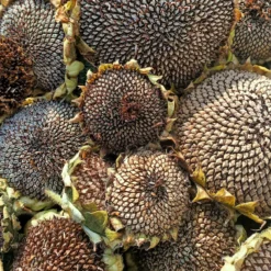 Mixed Sunflower Seeds Seeds -Plants Shop IMG 20230321 131107 652