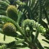 Other Araucaria Montana Seeds -Plants Shop IMG 20240216 135342 scaled 1