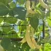 Climbing Beans – Golden Romano Seeds 2 Climbing Beans – Golden Romano Seeds -Plants Shop IMG 2239 Copy scaled 1