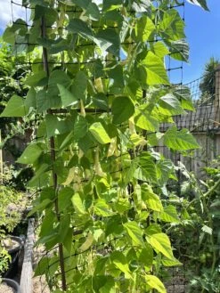Climbing Beans – Golden Romano Seeds -Plants Shop IMG 2240 Copy scaled 1