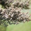 Leptospermum Lanigerum – Woolly Tea Tree Seeds 2 Leptospermum Lanigerum – Woolly Tea Tree Seeds -Plants Shop IMG 2744