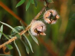 Leptospermum Lanigerum – Woolly Tea Tree Seeds -Plants Shop IMG 2746