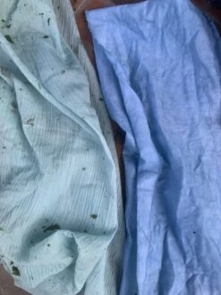 Other Indigo (Persicaria Tinctoria) Seeds -Plants Shop IMG 2899