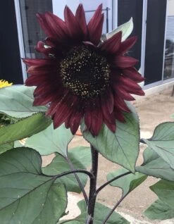 Sunflower Total Eclypse Seeds -Plants Shop IMG 3151