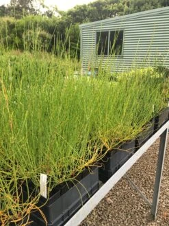 Allocasuarina Verticillata – Drooping Sheoak Seeds -Plants Shop IMG 3219 scaled 1