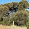 Allocasuarina Verticillata – Drooping Sheoak Seeds -Plants Shop IMG 3232