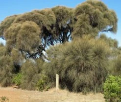 Allocasuarina Verticillata – Drooping Sheoak Seeds