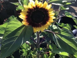 Ring Of Fire Sunflower Seeds