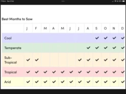 Ring Of Fire Sunflower Seeds -Plants Shop IMG 3688