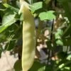 Peas – Golden Podded Seeds -Plants Shop IMG 3981 scaled 1