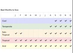 Sunflower Total Eclypse Seeds -Plants Shop IMG 4466
