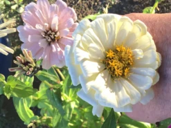 Zinnia Pastel Big Pack Seeds -Plants Shop IMG 4537