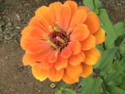 Zinnia Pastel Big Pack Seeds -Plants Shop IMG 4540